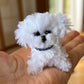 Chennile Pipe Cleaner Crafts Kits
